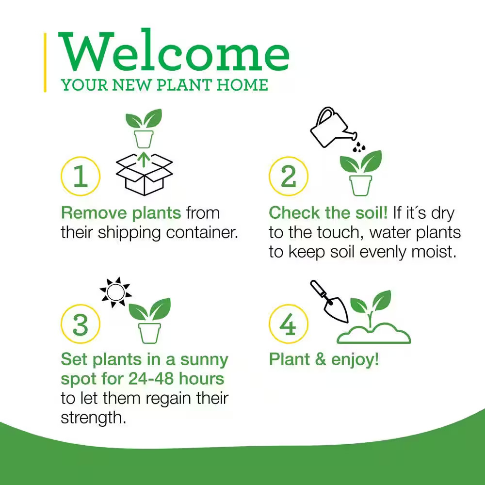 19 Oz. Peppermint Herb Plant (2-Pack)