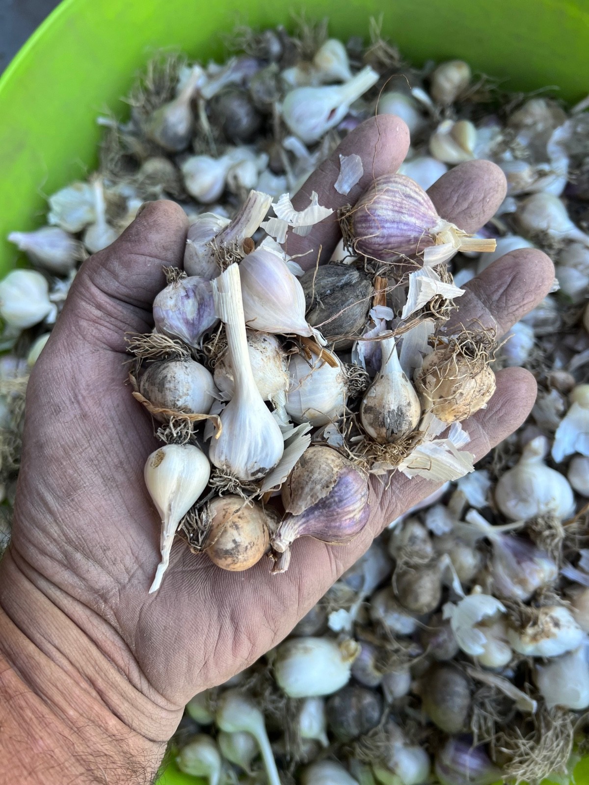 GARLIC Bulbs (First Year). Hardneck & Softneck Varieties Mixed, 4 lbs /order
