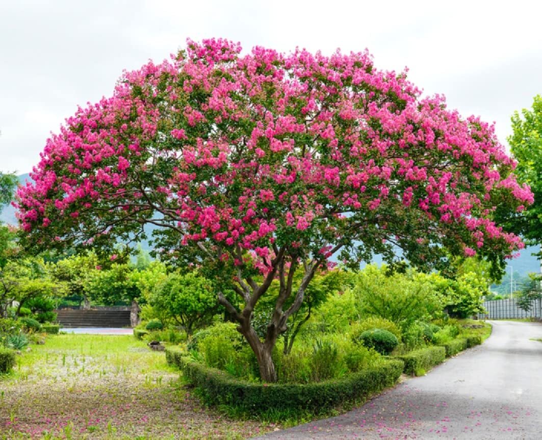 Crape Myrtle Tree Seeds – 50 Seeds – Beautiful Flowering Tree – Crepe Myrtle