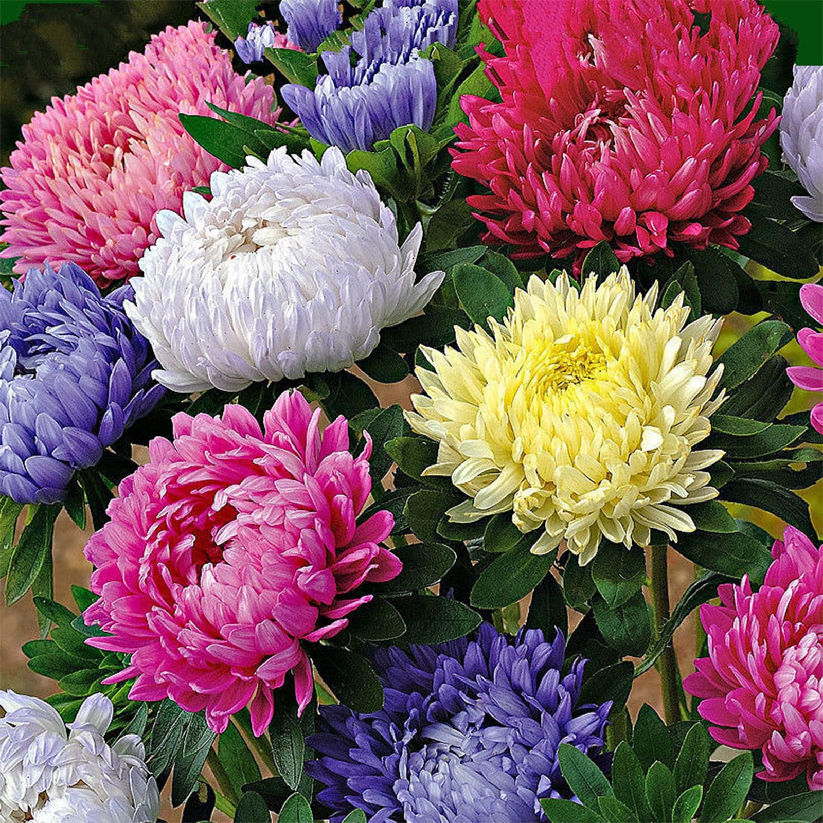 Mixed Color Chrysanthemum Seeds for Planting,1000pcs Rare Perennial Tanacetum…