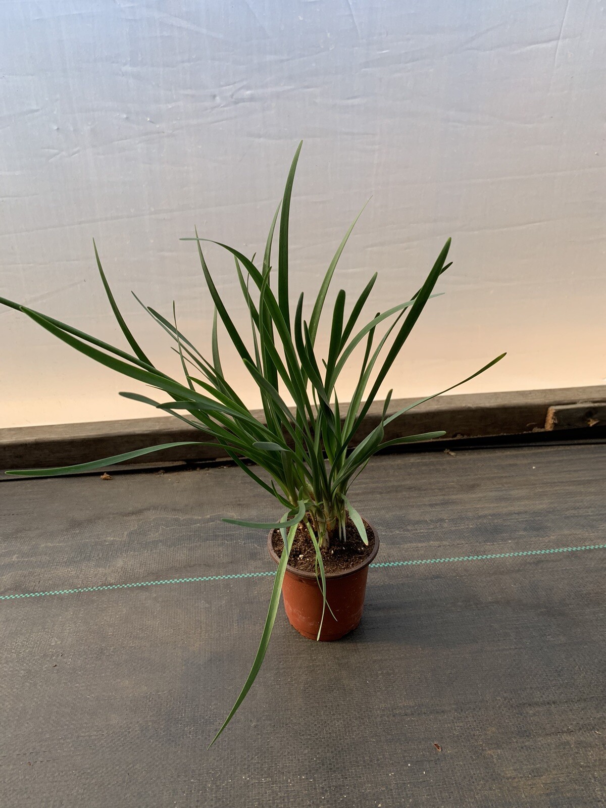 Society Garlic | Live Plant | 1 bulb with lots of roots | Dark Purple