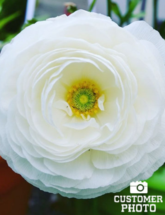 25 Mixed Buttercup Bulbs – Bright Colorful Ranunculus Flowers for Garden Plantin