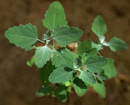 400 + Lambsquarter seeds/ goosefoot, wild spinach, organic crop of 2025