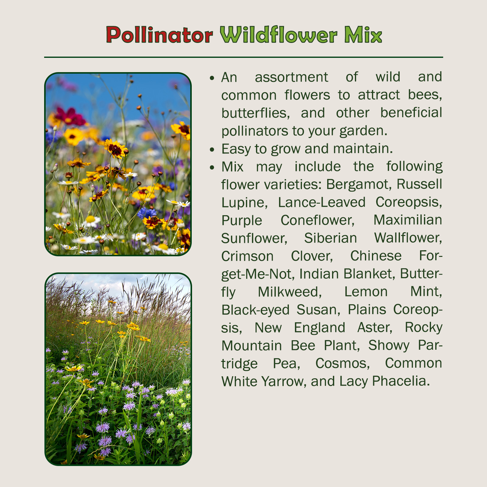 Pollinator Wildflower Mix, Butterfly & Bee Attractor, Non GMO, Genuine USA