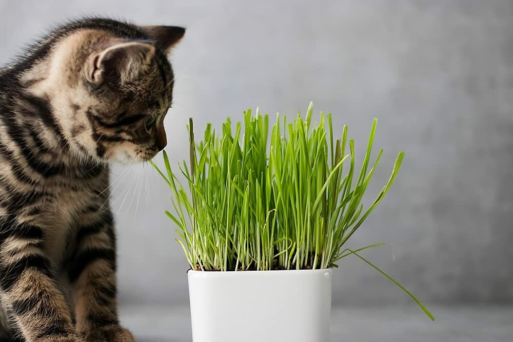 5 Pounds of Cat Grass Seeds for Planting Nutritious Tasty Treat for Animals