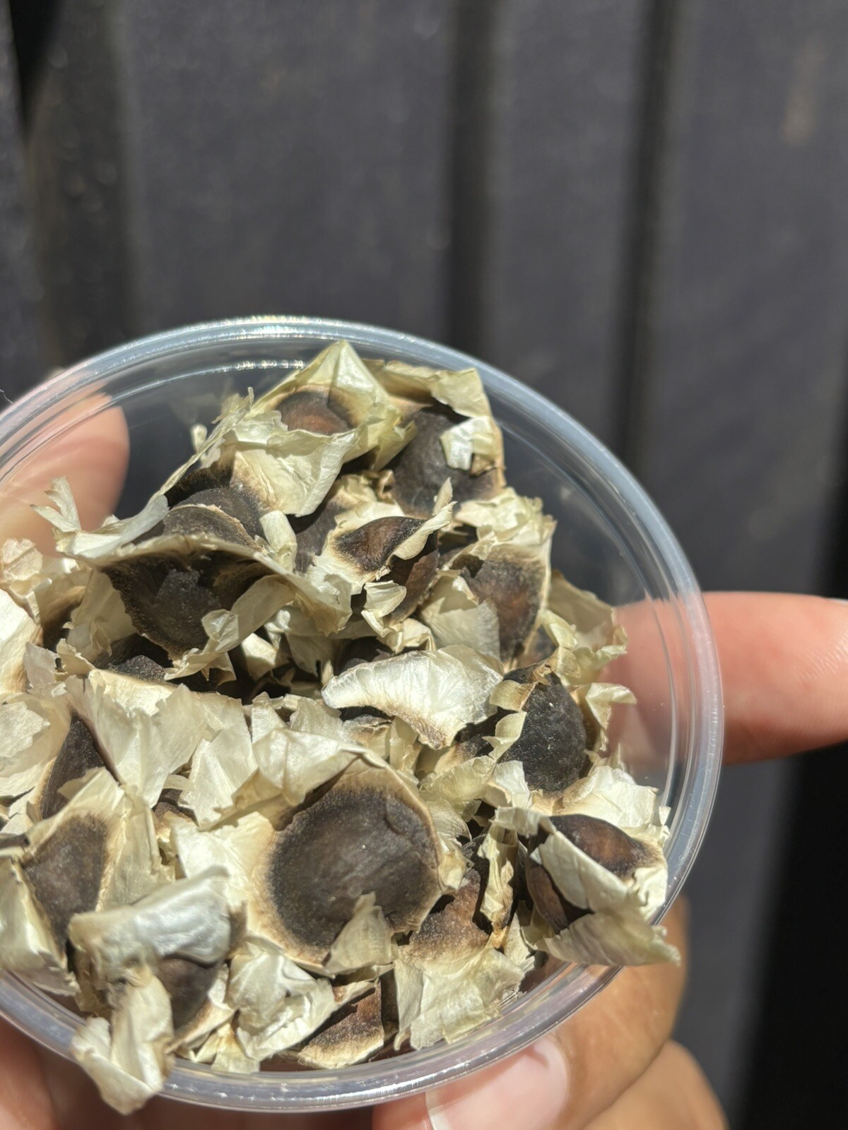 Organic Moringa Seeds NON GMO 8oz