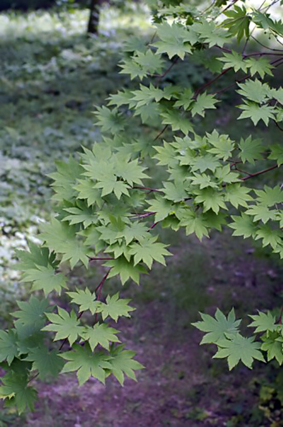 Korean Maple, Acer pseudosieboldianum, Tree Seeds