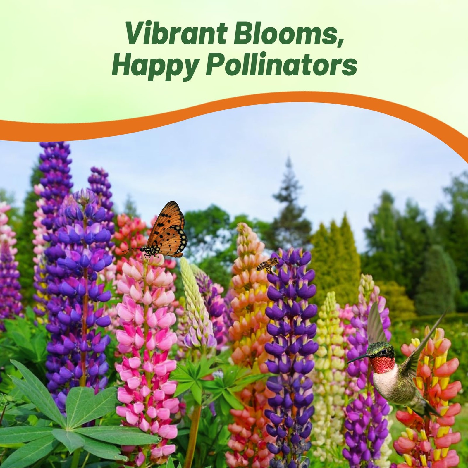 Mixed Russells Lupine Seeds – 500 Pcs Perennial, -Sowing, Cold Hardy & Frost …