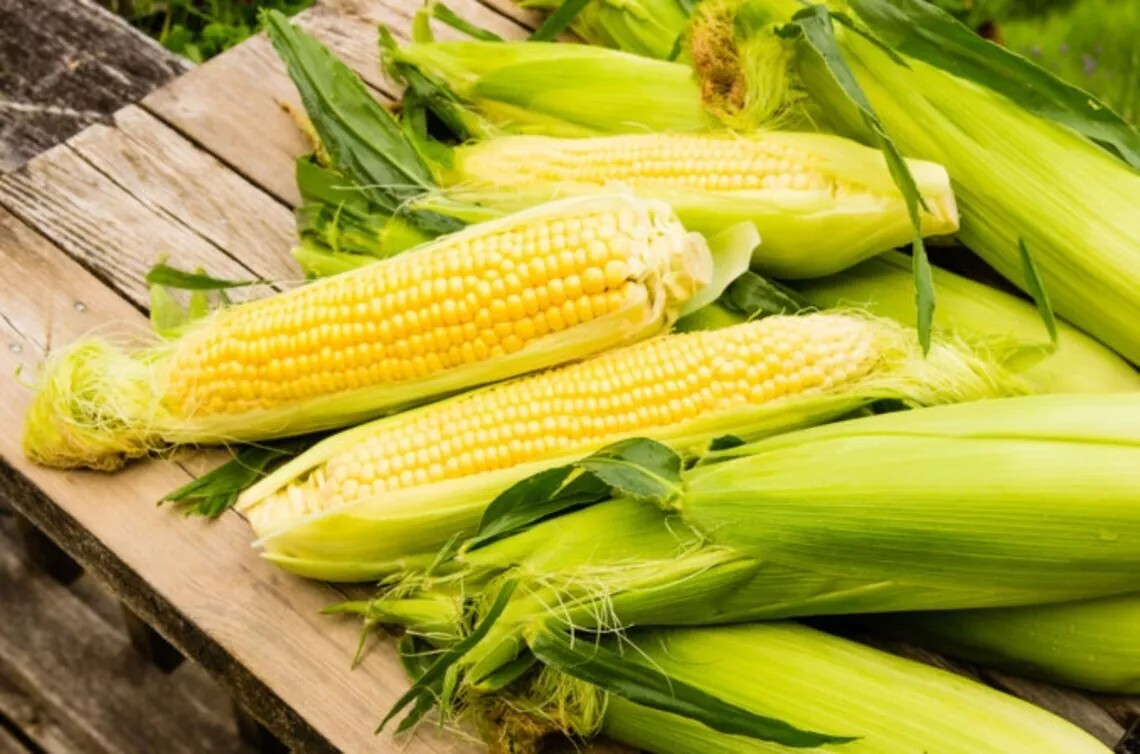 1000+ Sweet Golden Bantam Corn Seeds – Heirloom – Organic – NON GMO —— FRESH