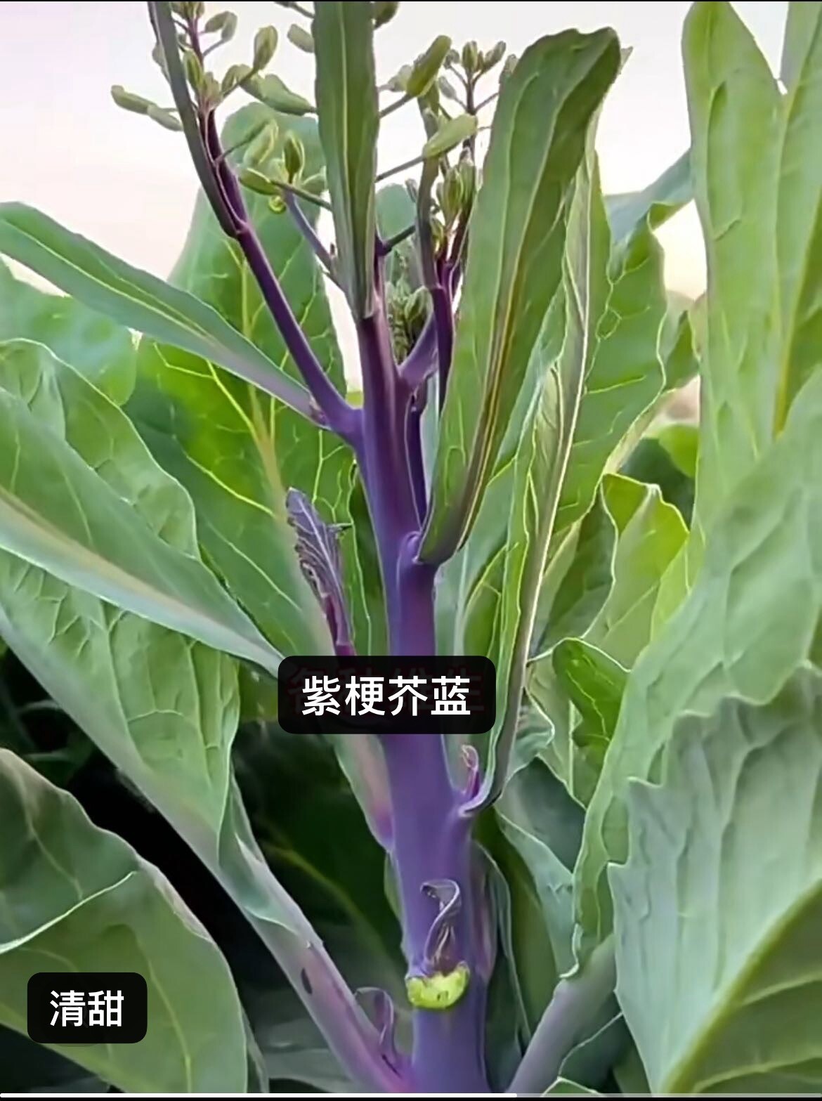 300+Purple Chinese Kale Kailaan Chinese Broccoli GaiLan Seeds300多粒紫梗芥蓝芥兰种子2024新种