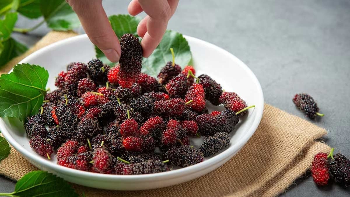 Mulberry Tree seeds 25+-count~organic~locally grown & harvested ~ health benefit
