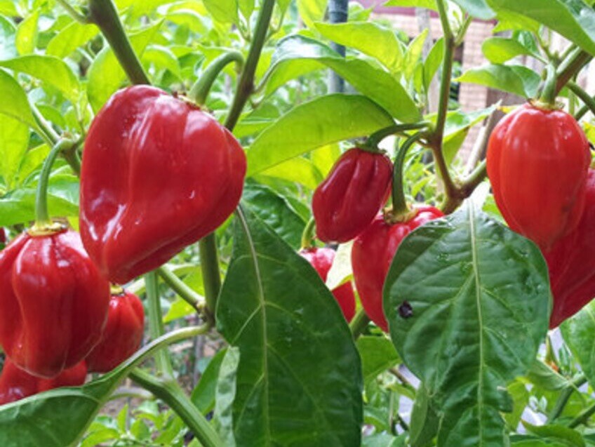 25++ HABENERO HOT PEPPER SEEDS | Non-GMO, 200,000 Scoville Heat Units.
