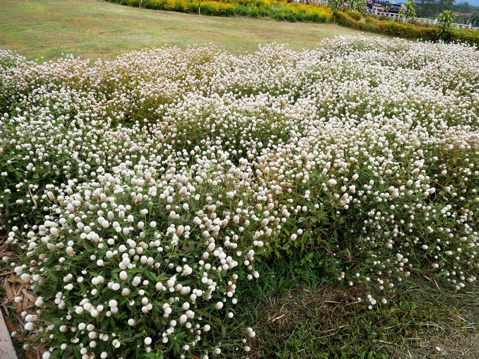 50 GLOBE AMARANTH MIX Gomphrena Globosa Mixed Colors Amaranthus Flower Seeds
