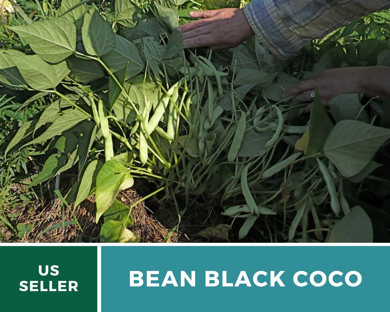 Bean, Black Coco – 30 Seeds, Bush, Heirloom Vegetable (Phaseolus vulgaris)
