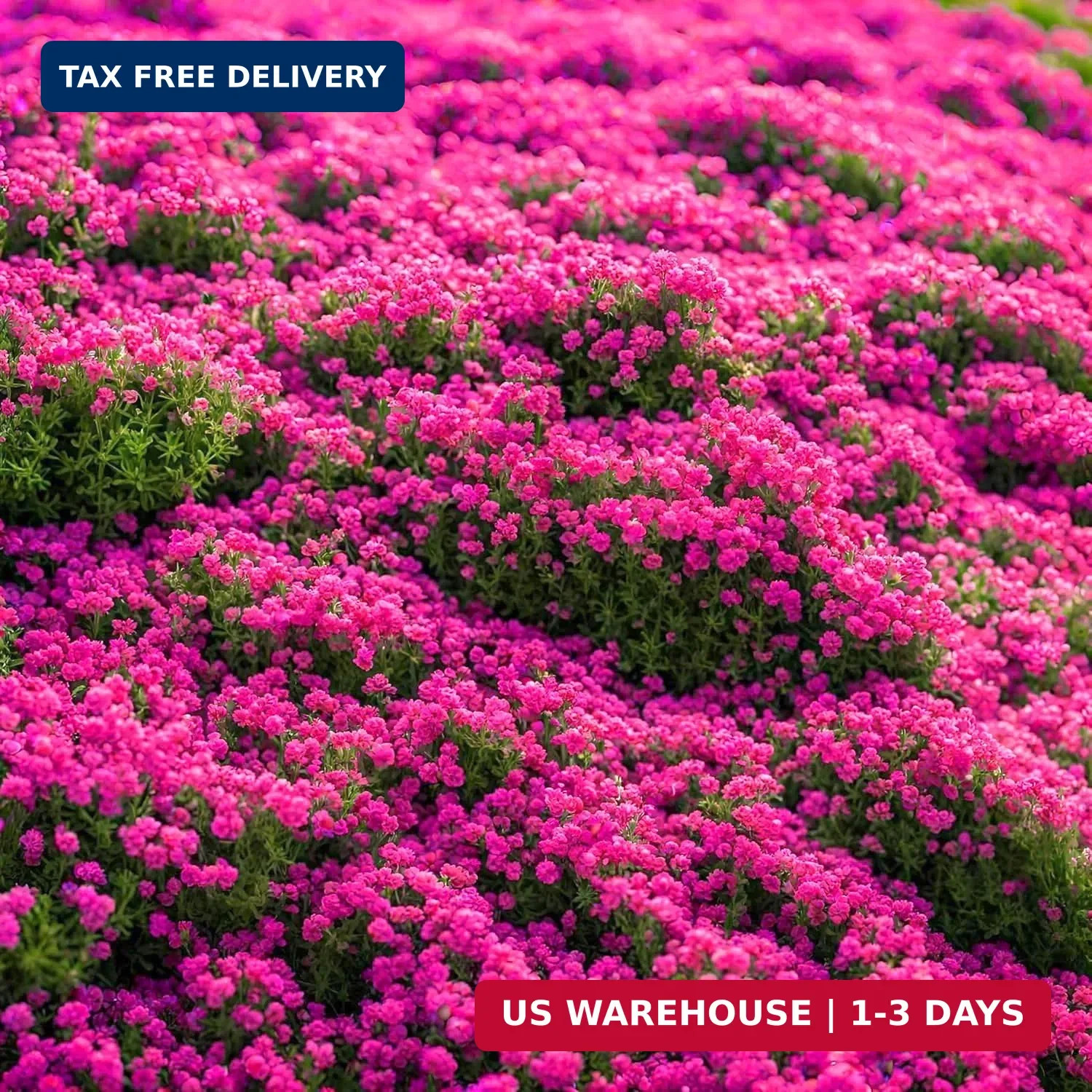 20000pcs Creeping Thyme Seeds for Planting Perennial Ground Cover Plants Heirloo