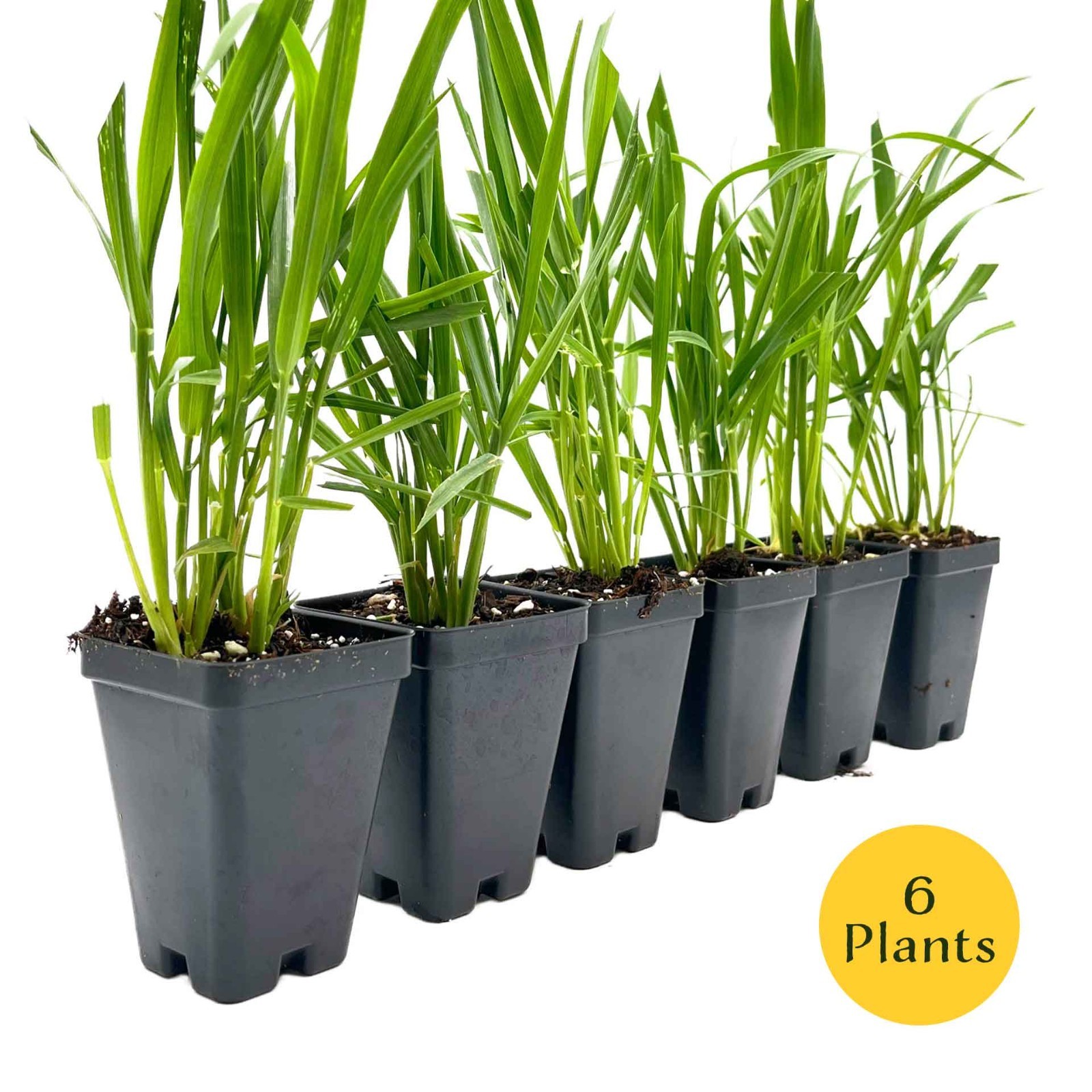 Cat Grass (Dactylis glomerata) Nutritious & Pet-Friendly Plant for Cats & Dogs