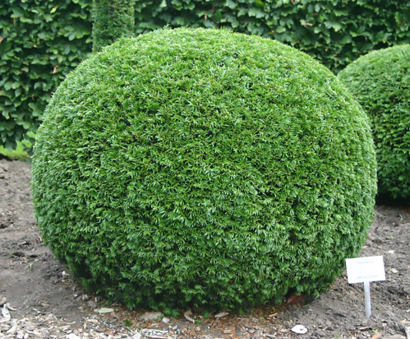 English Yew, Taxus baccata, Tree Seeds (Evergreen, Topiary, Bonsai)