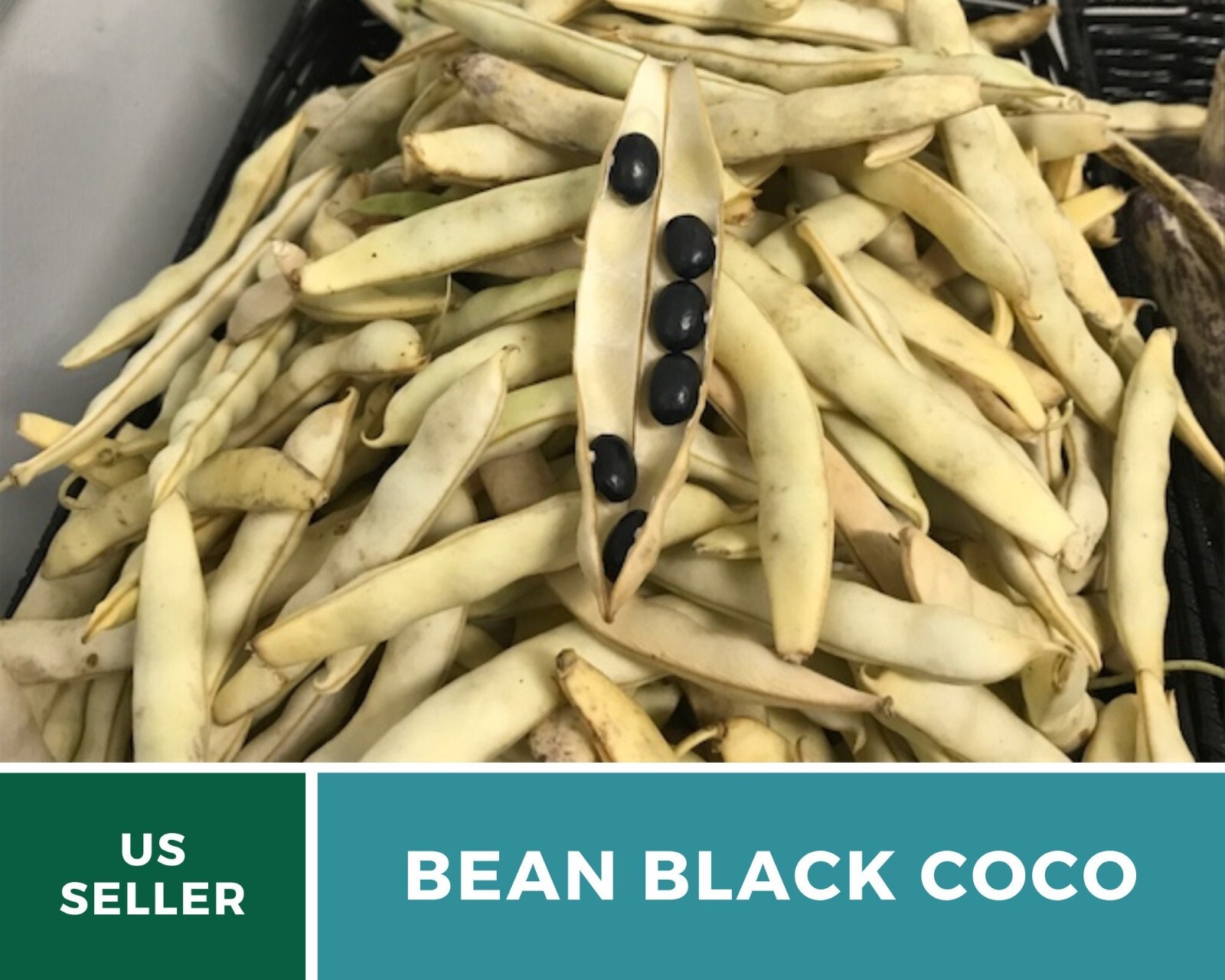 Bean, Black Coco – 30 Seeds, Bush, Heirloom Vegetable (Phaseolus vulgaris)