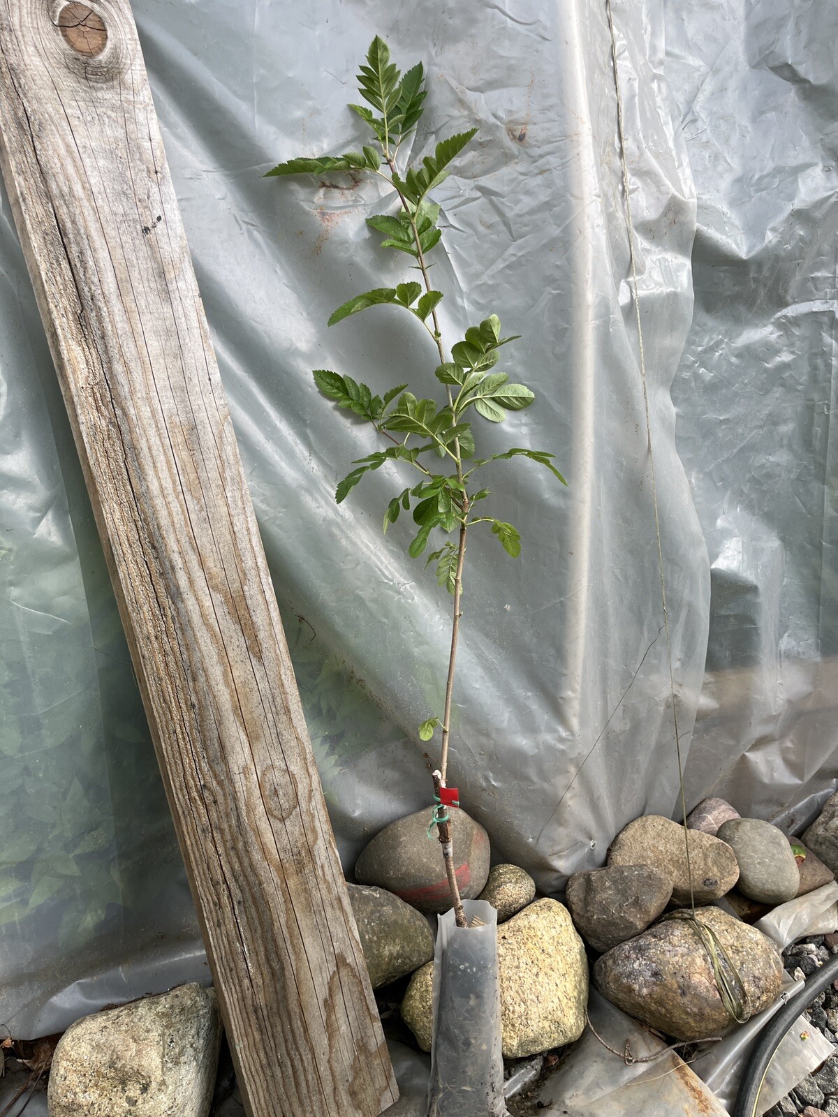 Ivan’s Belle (Granatnaya) Grafted Mountain Ash Hybrid 2-3 ft tall