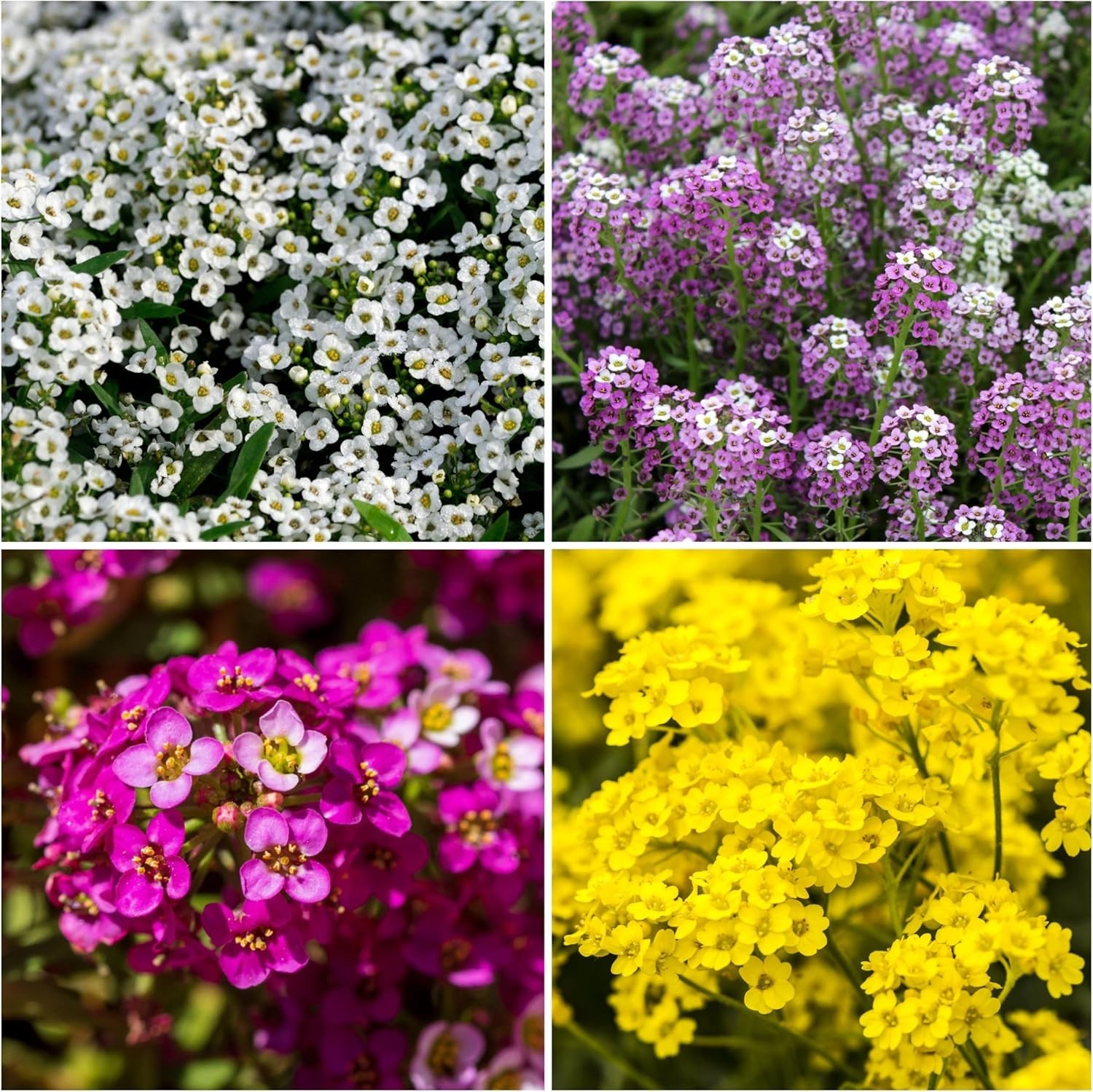 Seed Needs Alyssum Seeds – Collection Variety Pack Includes 4 Packets