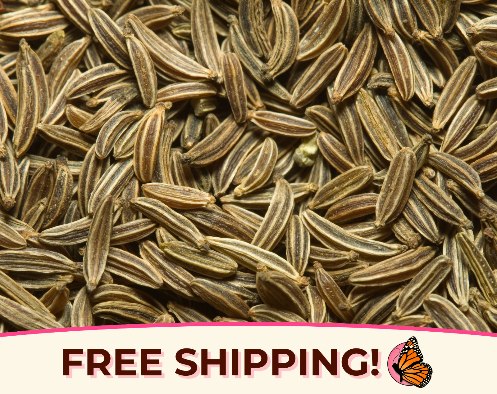 600+ Cumin Seeds | Non-GMO, Culinary Herb Gardening Seed Packet, Free Shipping
