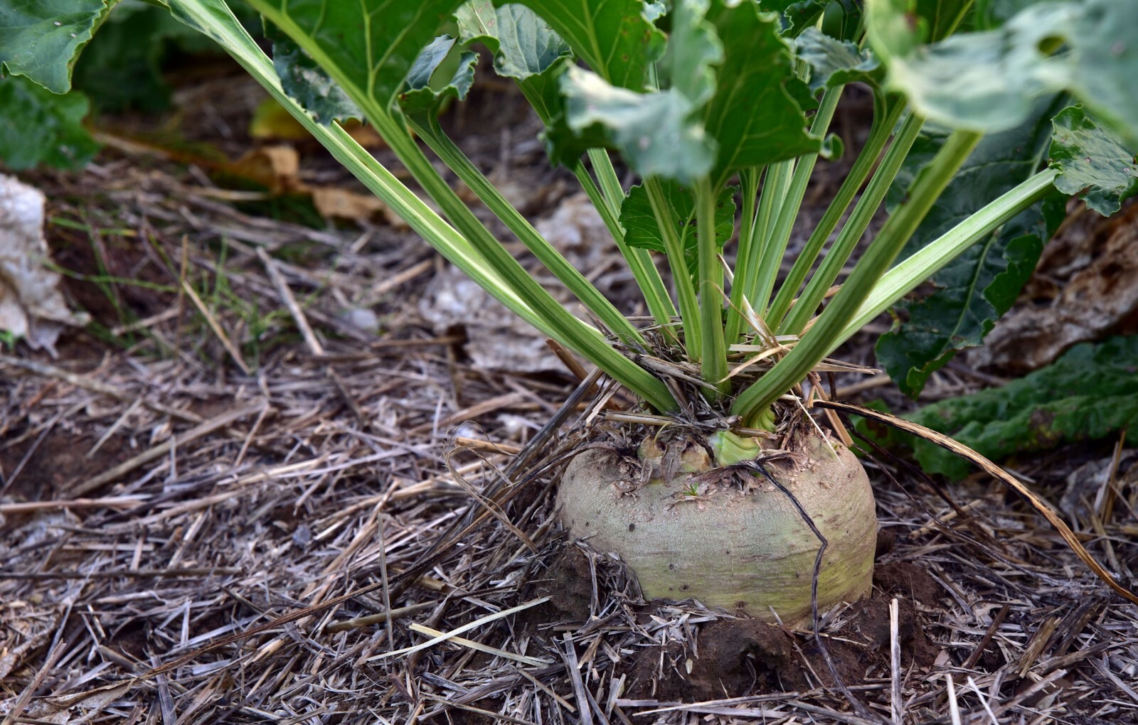 100 Heirloom Seeds- Sugar Beet -Salad Tops or Root Crop Sweetener
