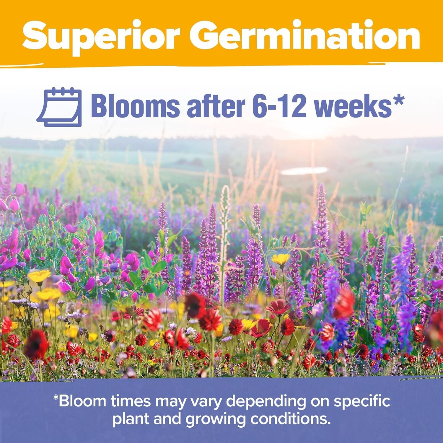 Non-GMO Midwest Wildflower Seeds – Easy Growth for Spring to Summer Gardens