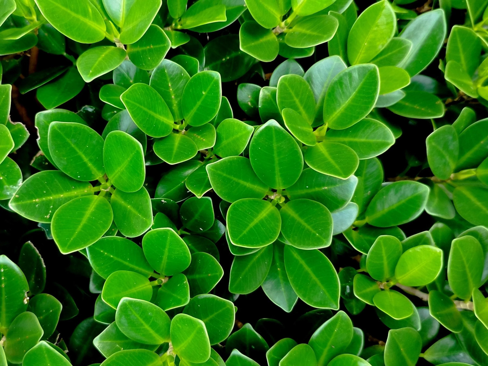 40 LITTLELEAF BOXWOOD Korean Buxus Microphylla Koreana Shrub Seeds