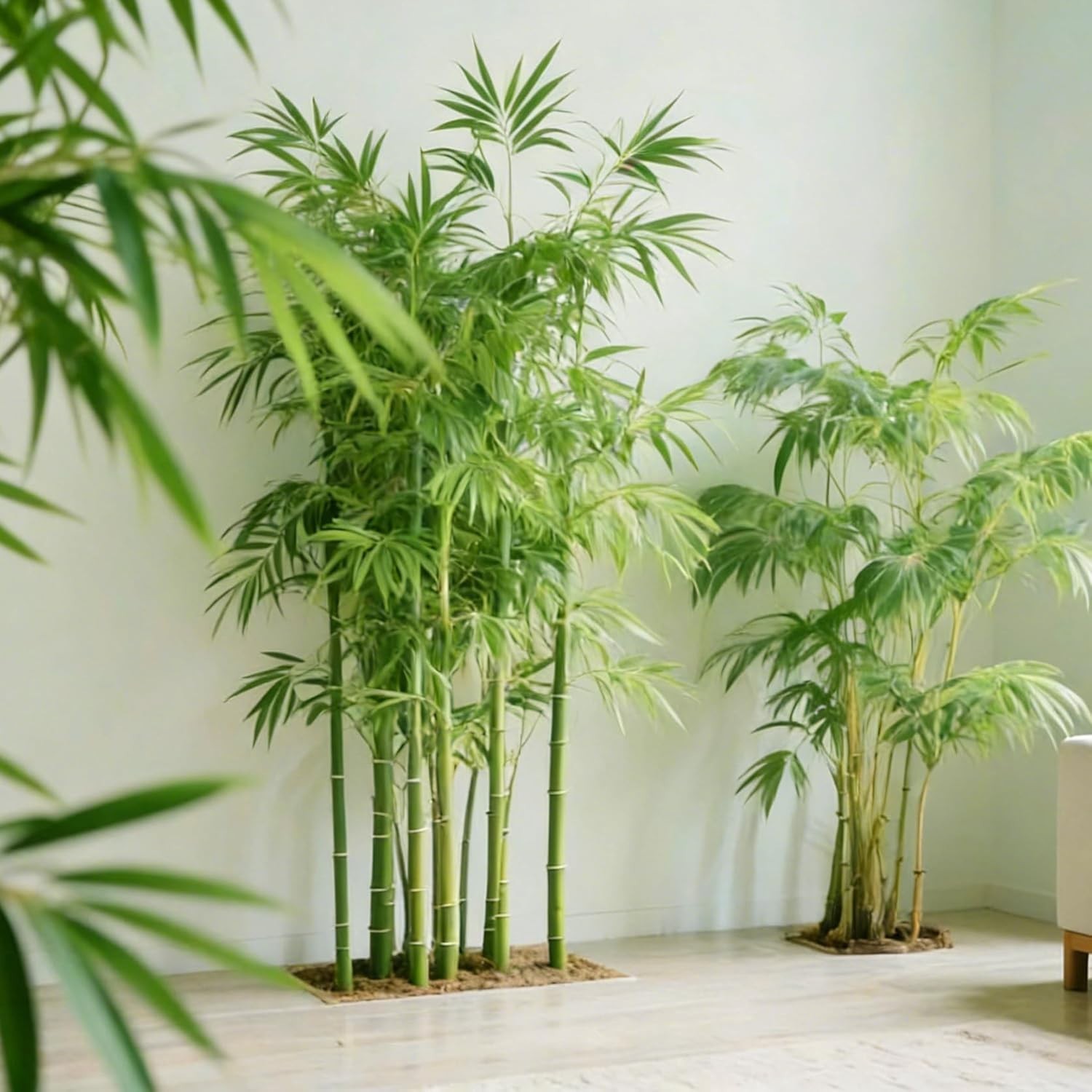 Low Maintenance Dwarf Bamboo Seeds – 490+ Heirloom Packs for Indoor & Outdoor