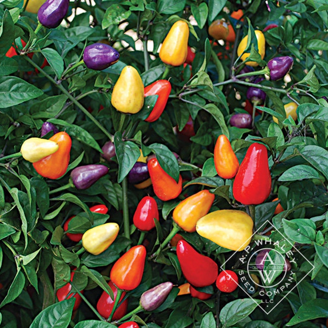 Chinese five Color Hot Pepper. 10 Seeds Free Shipping!