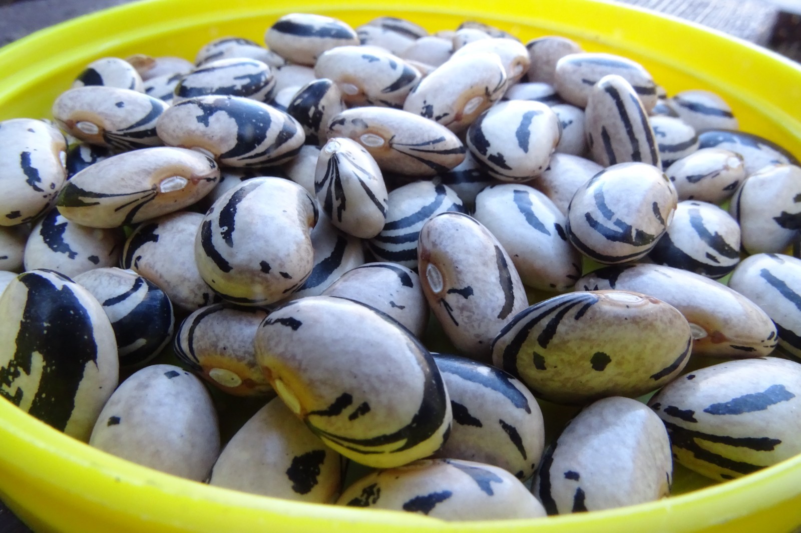 Hopi Striped Pole bean – a Southwest treasure