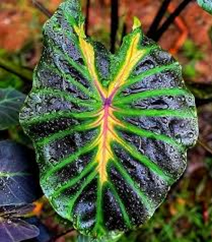 AUTHENTIC Colocasia Tossakan 1 bulbs