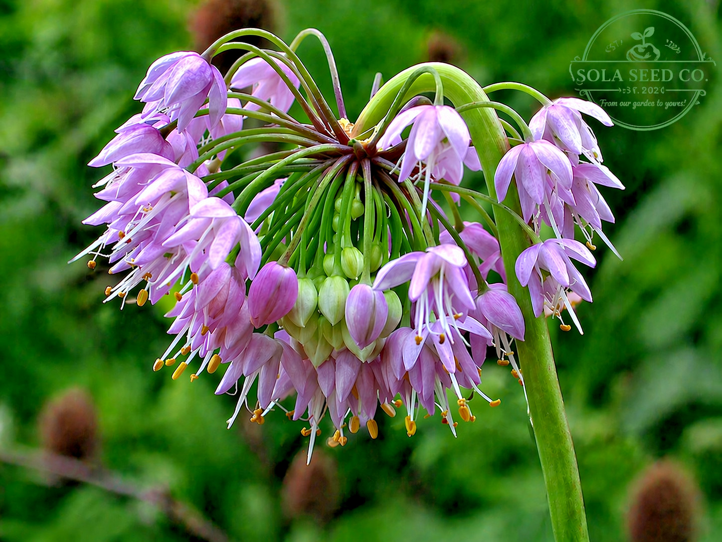 100 Nodding Onion Seeds, Allium cernuum, Native Wildflower & Culinary Herb