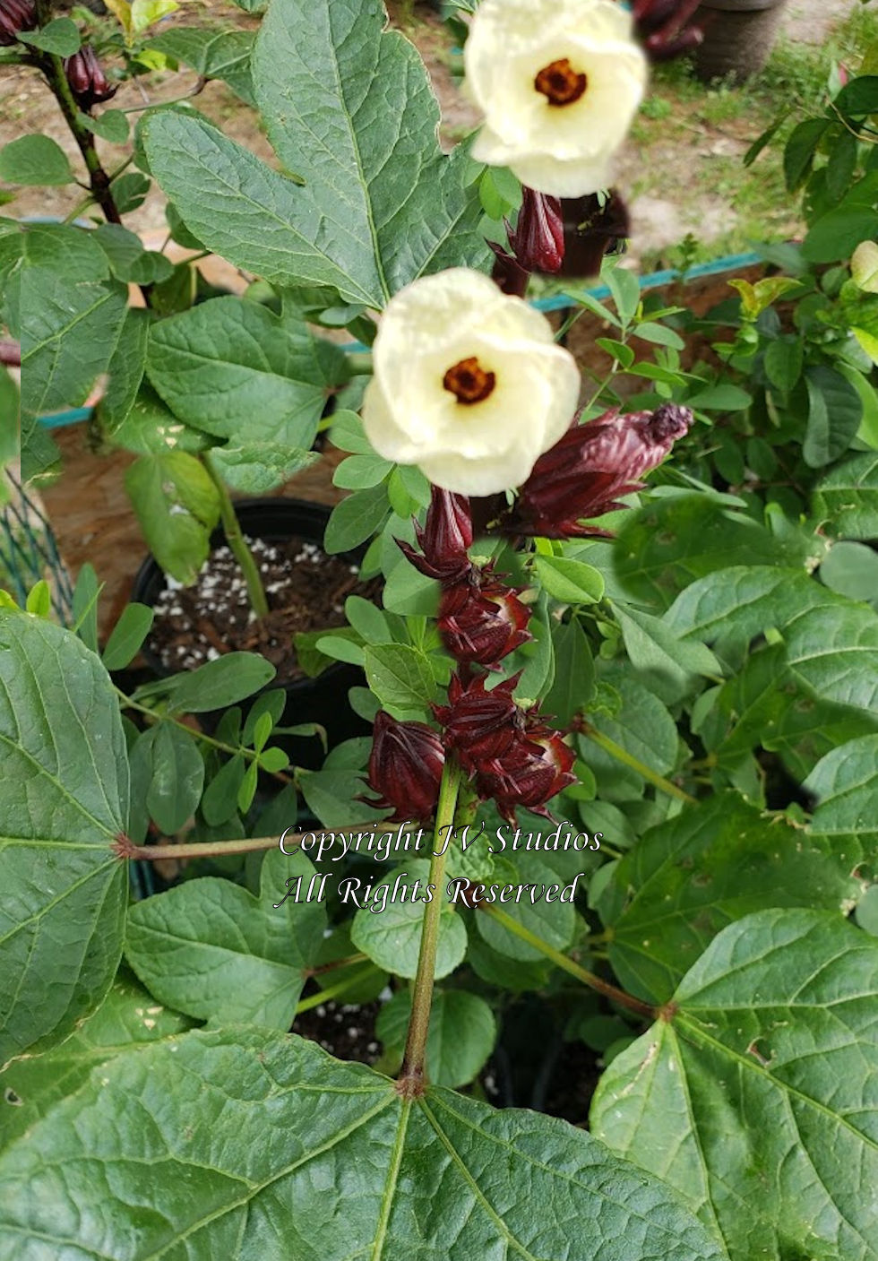 Hibiscus sabdariffa Roselle seeds! Drought Tolerant Ornamental