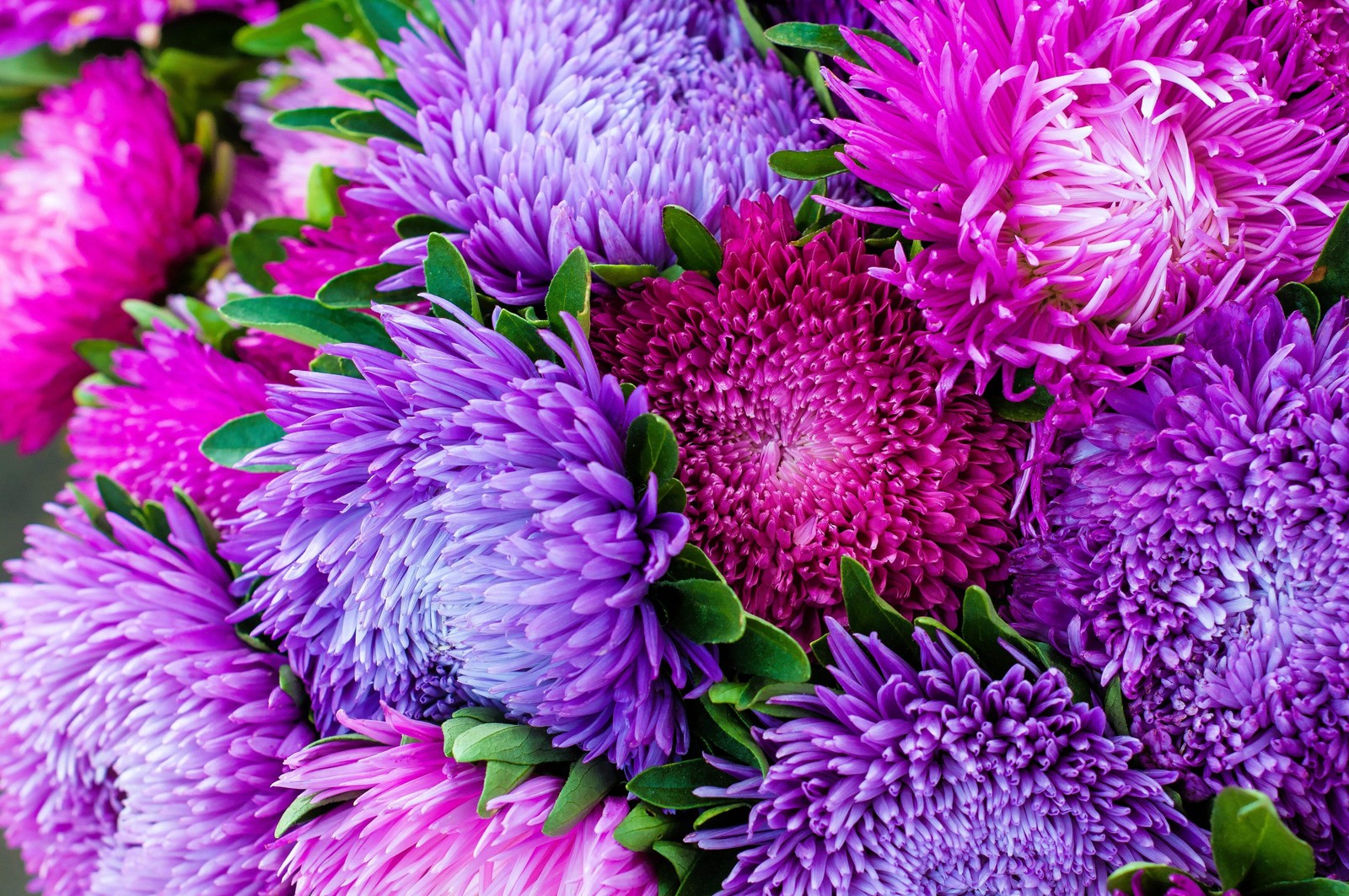 50 MIXED OSTRICH PLUME ASTER Feather Spider Callistephus Chinensis Flower Seeds