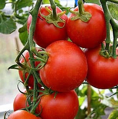 42 Day – Fastest Tomato in the World to ripen! – +25 Seeds – Buy any 3, 10% off!
