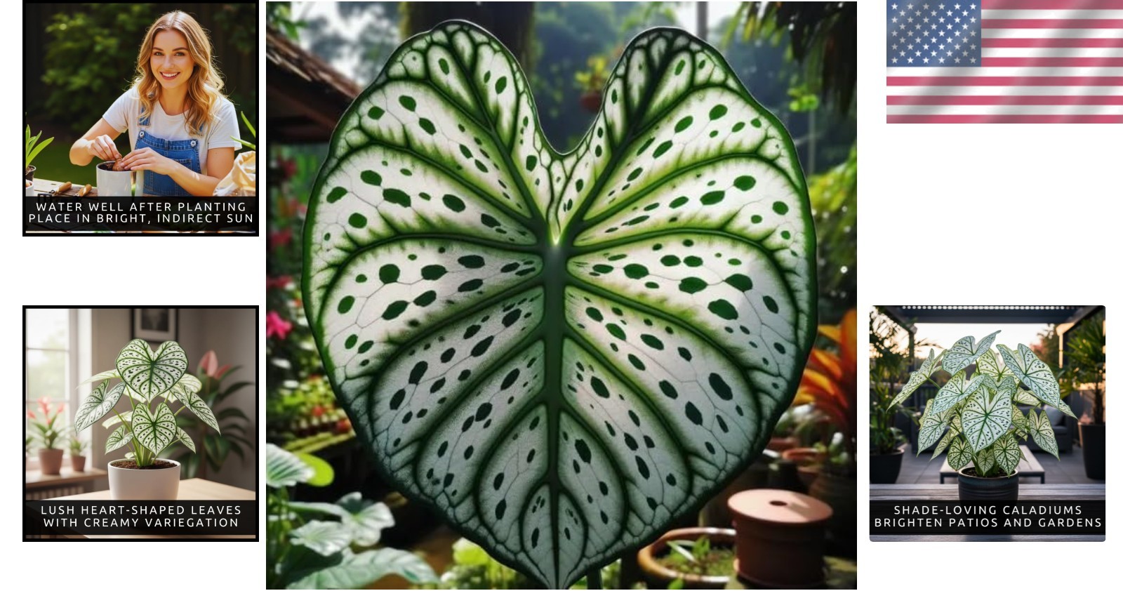 Green & White Caladium Bulbs – Easy to Grow Perennial Hosta