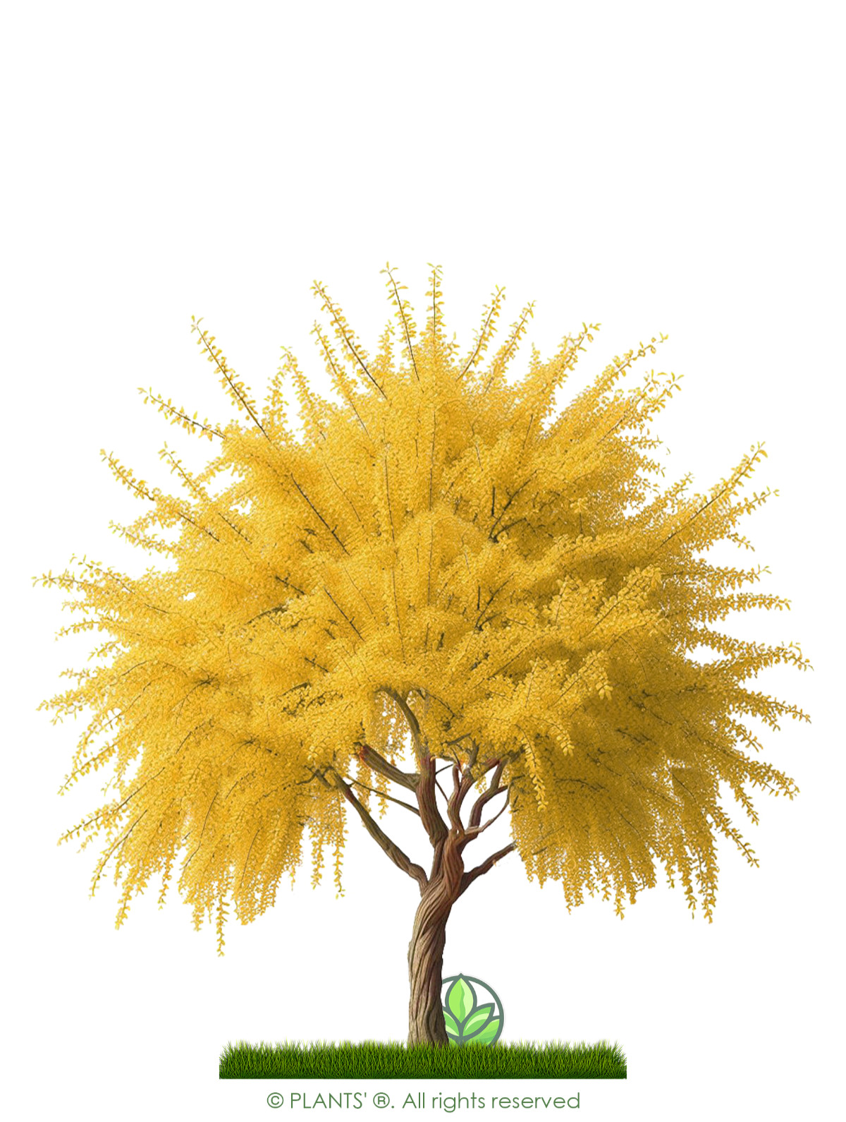 Arabian Cherry Tree | Premium Seeds | Prunus mahaleb ‘Fall’ | Plants’®