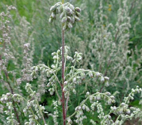 Artemisia vulgaris | Common Mugwort | Sailor’s Tobacco | Felon Herb | 20 Seeds