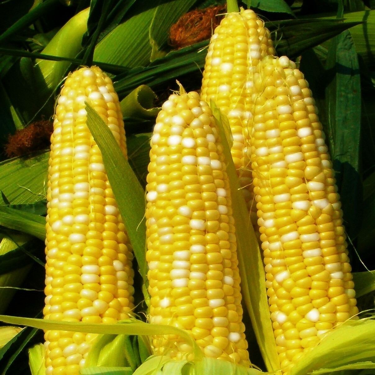 Bilicious Sweet Corn Seeds | Untreated Bicolor SE Hybrid Yellow White Seed 2024