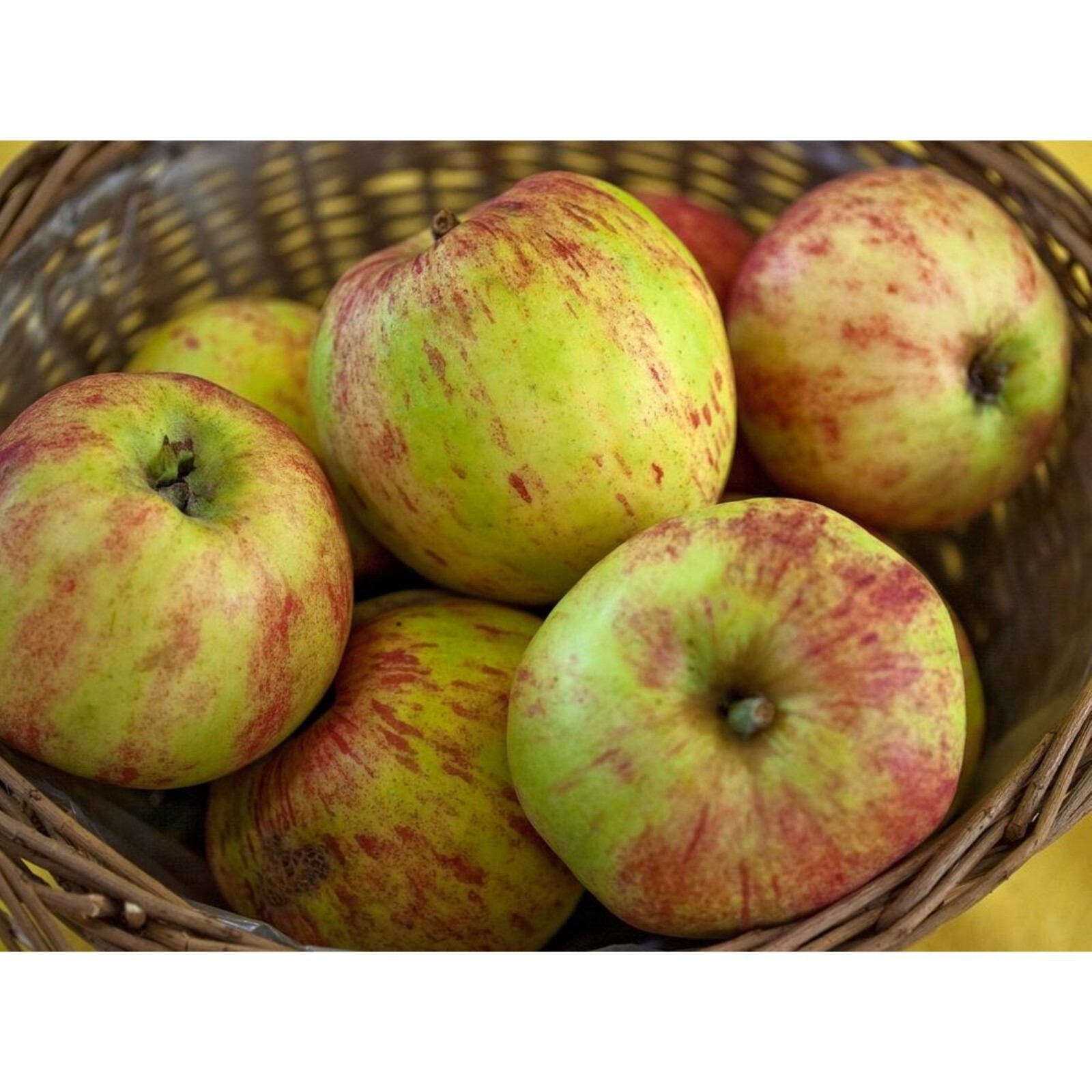 Gravenstein Apple tree grafted 5x5x12 inches pot size 1 year old
