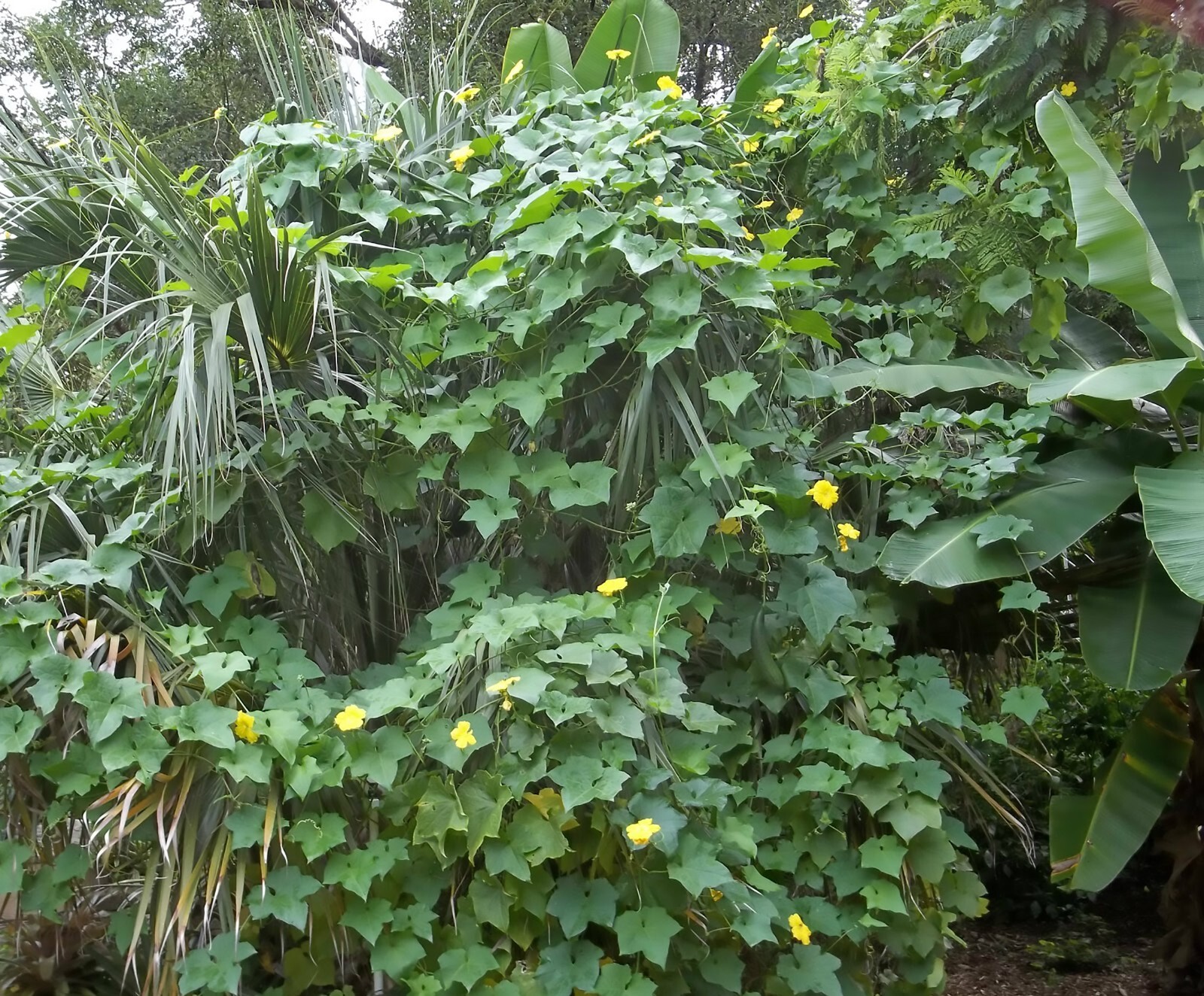 Smooth Loofah, Luffa aegyptiaca, Seeds