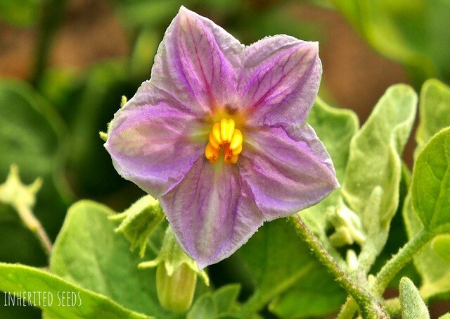 EGGPLANT THAI (PETCH SIAM / MATTI GULLA) 30+ seeds 100% Organic, Grown in USA