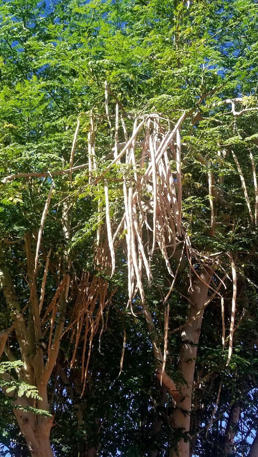 20 FRESH Moringa Oleifera Tree Seeds for Planting Organic NON-GMO Fast Growing