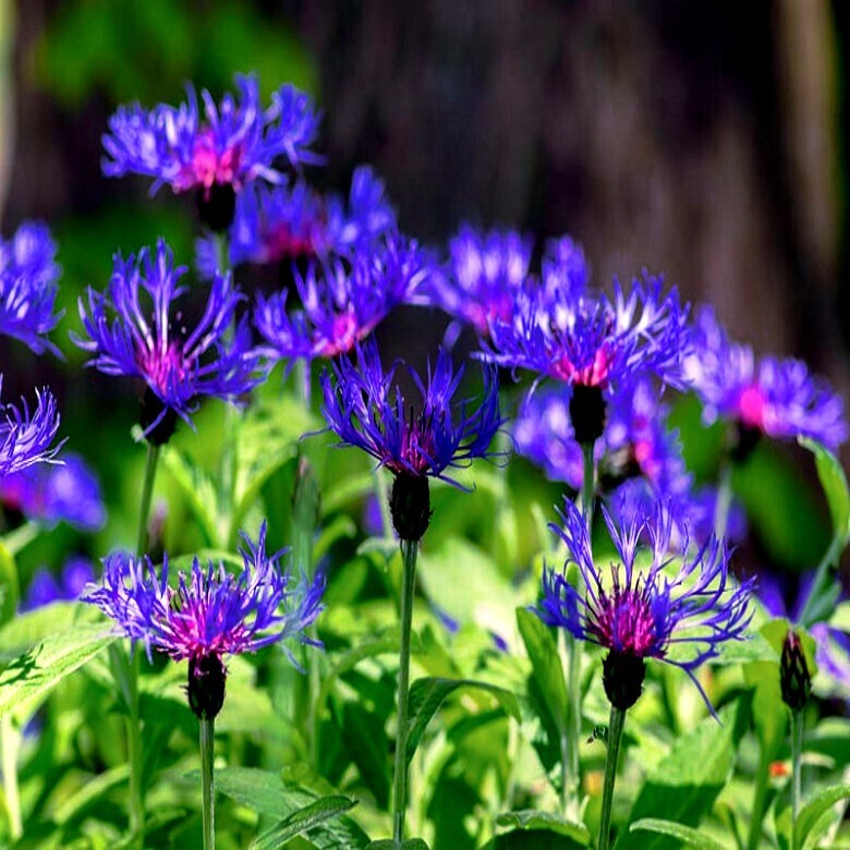 20 MOUNTAIN BLUE CORNFLOWER SEEDS PERENNIAL Centaurea montana Cold Hardy Plant