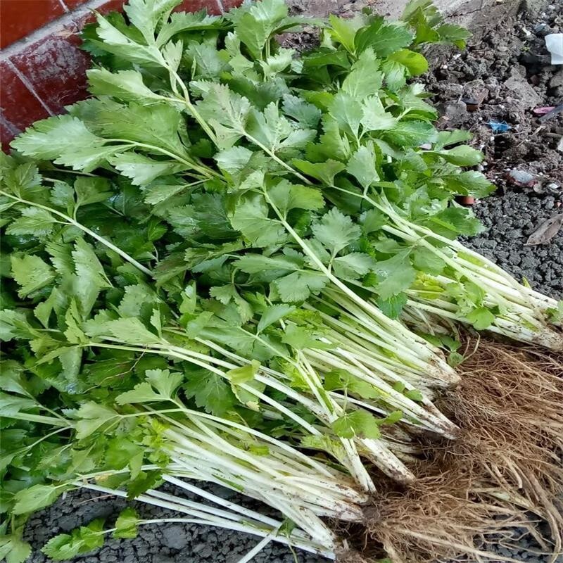 RARE✿ Heirloom White Stem Celery 50+ Seeds ●