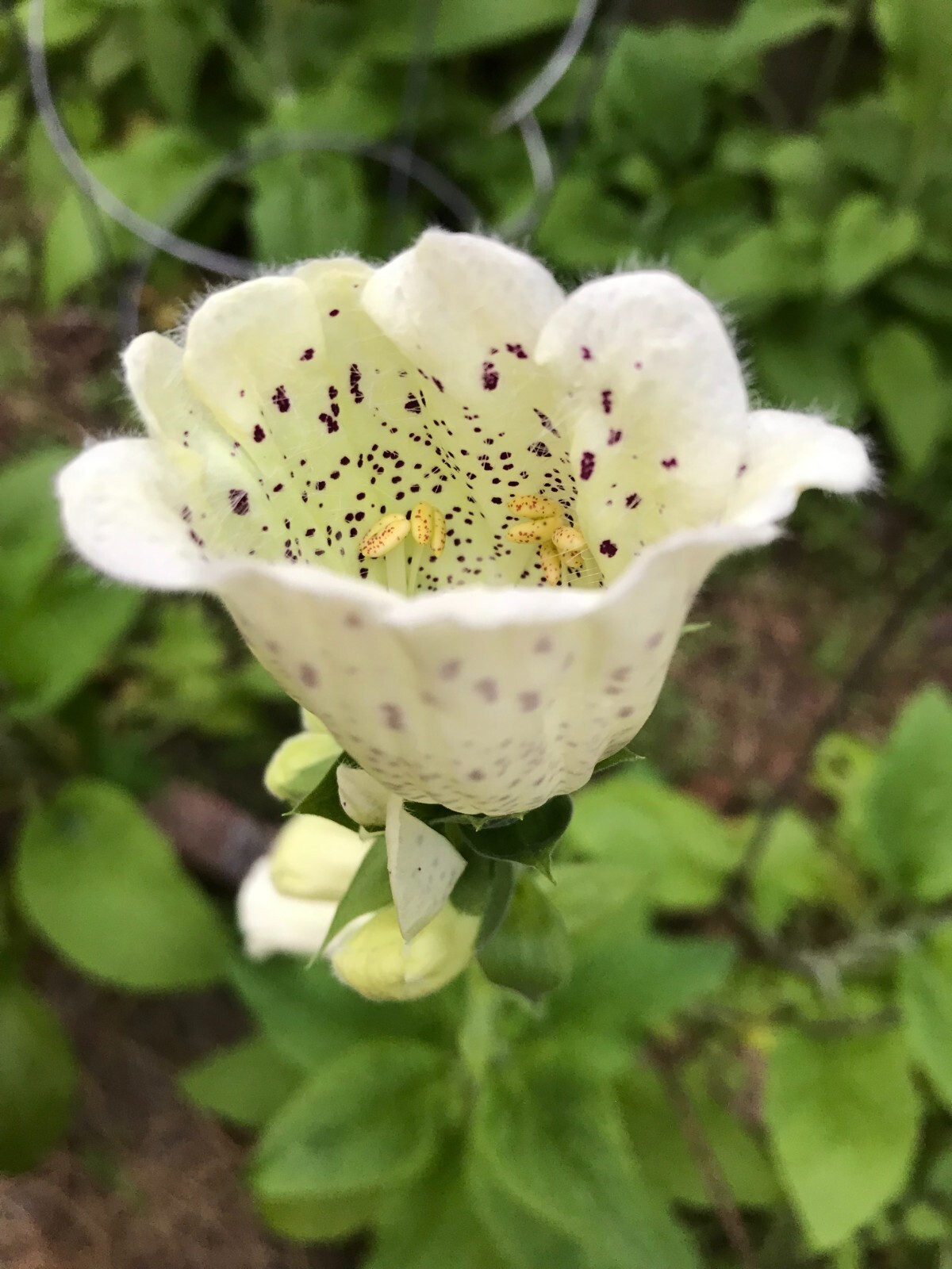 2 GRAMS FLOXGLOVE DIGITALIS (WILD) FOREST 2024 SEEDS, PERENNIAL FLOWER, NON GMO