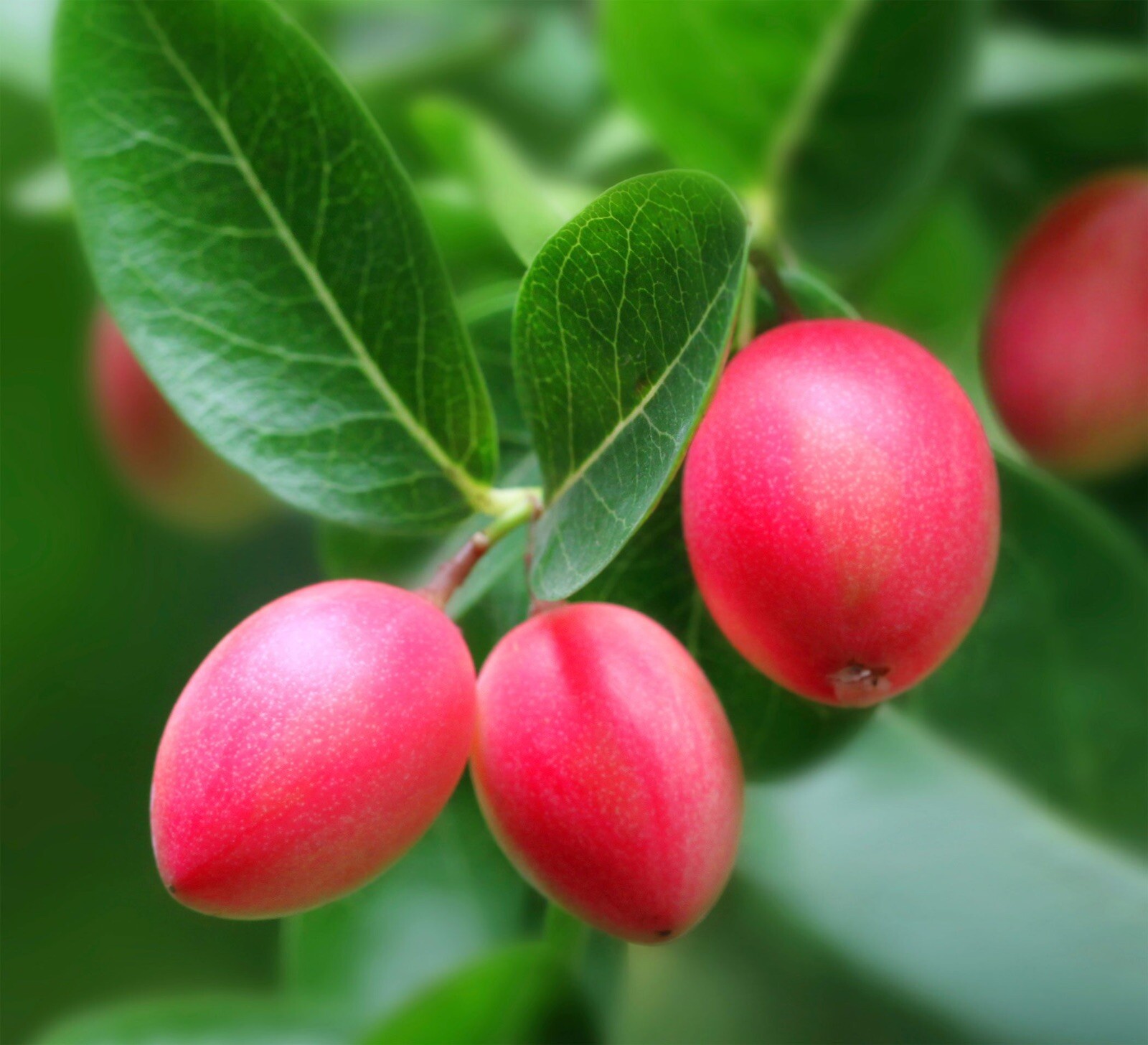 Natal Plum, Carissa Macrocarpa – 20 Seeds 2023 – USA seller