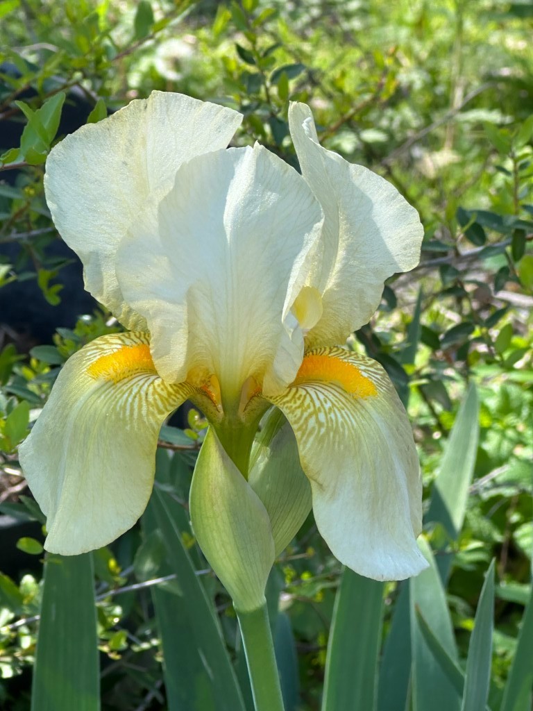 Antique Iris “Golden Shoulders” 10 Large Rhizomes!