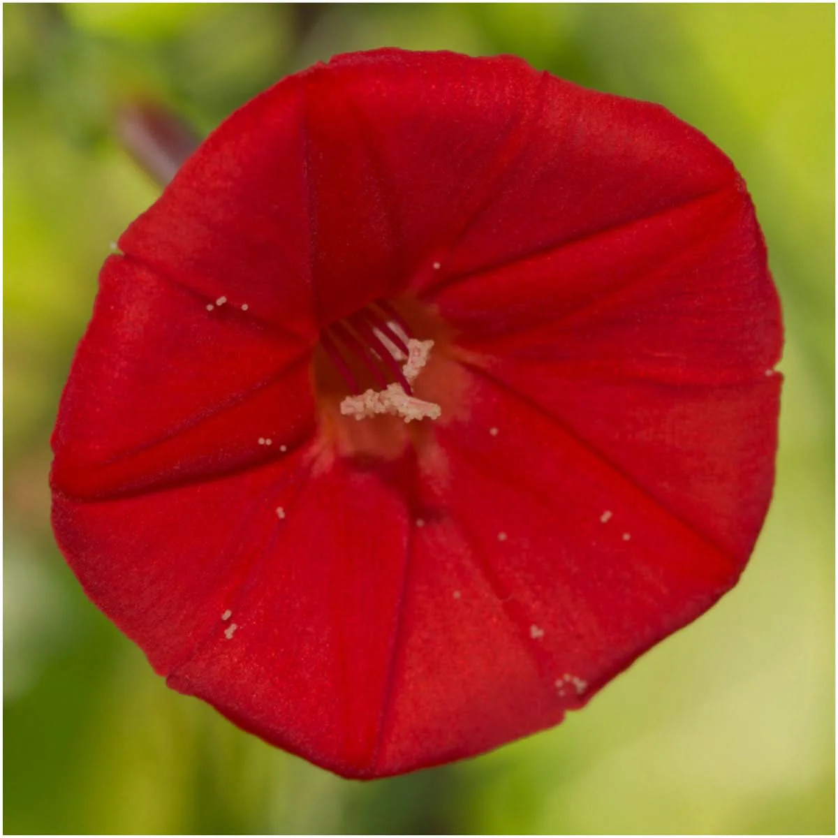 Cardinal Climber Seeds For Planting (Ipomoea quamoclit)